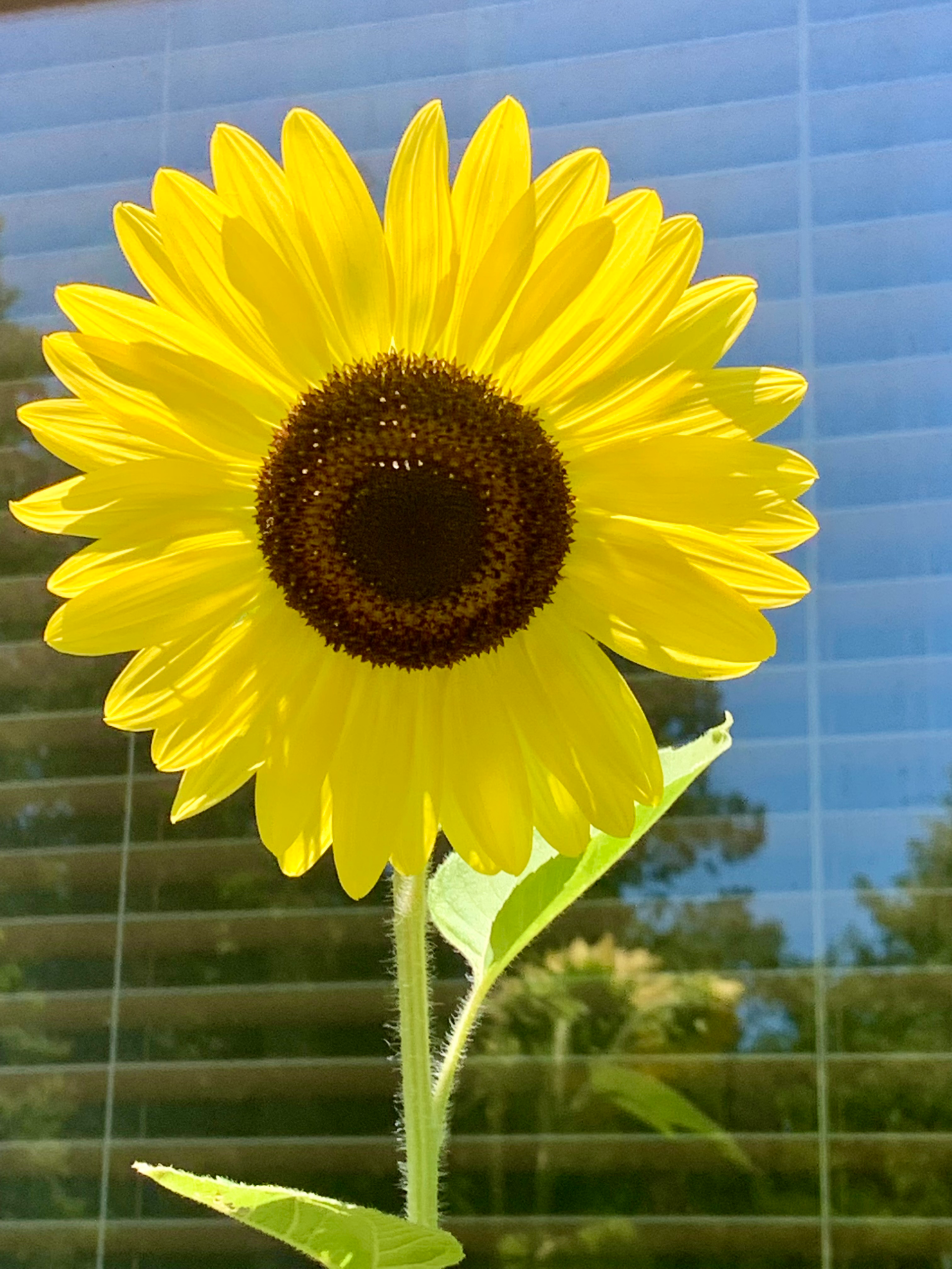 Soft spring flowers blooming in warm sunlight symbolizing renewal and hope